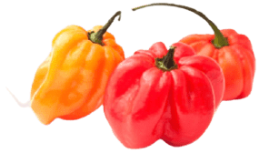 Scotch Bonnet Peppers