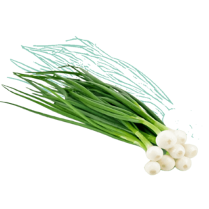 Scallion